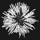 ascus